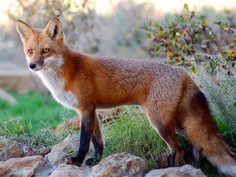 fotos de zorras|129.700+ Zorro Fotografías de stock, fotos e imágenes libres de .